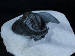 Flying Scotoharpes Trilobite #3912-7